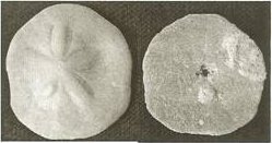 Top and bottom photos of clypeaster rogersi