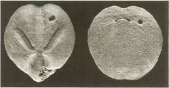 Top and bottom photos of schizaster americanus